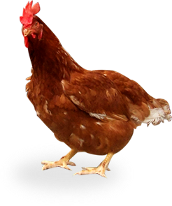 鶏について たまご 卵 の通販 販売なら 農場のたまご