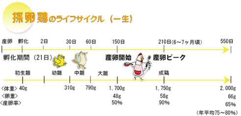 鶏について たまご 卵 の通販 販売なら 農場のたまご